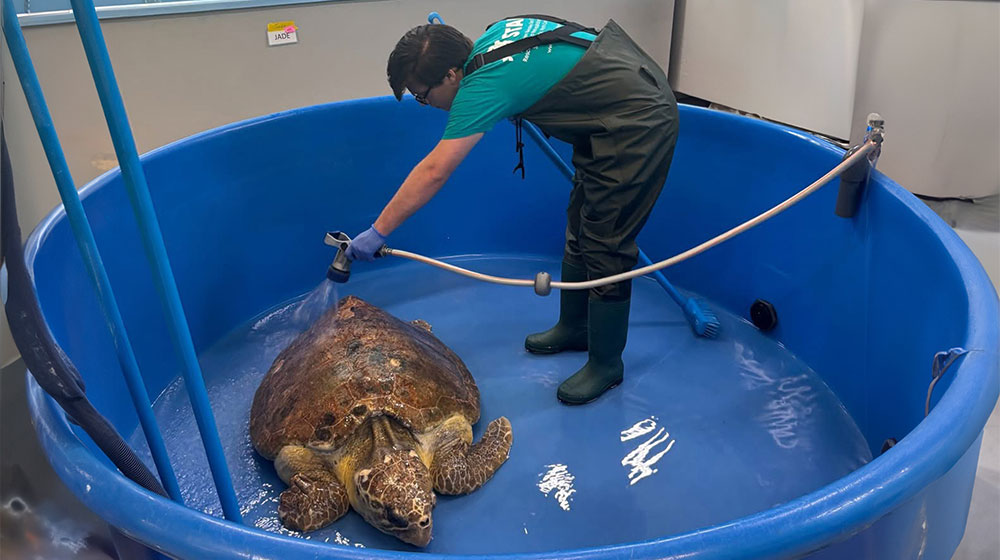 Person in waterproof gear sprays water over a large sea turtle in a blue rehabilitation tank.